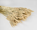 Bulk natural dried wheat bundles with long stalks, perfect for wholesale seasonal decor.