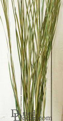 Bundle of natural green dried ornamental wild grass stalks for wholesale bulk decor.