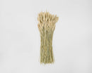 Bundle of dried natural beardless wheat stalks tied together in bulk wholesale set.