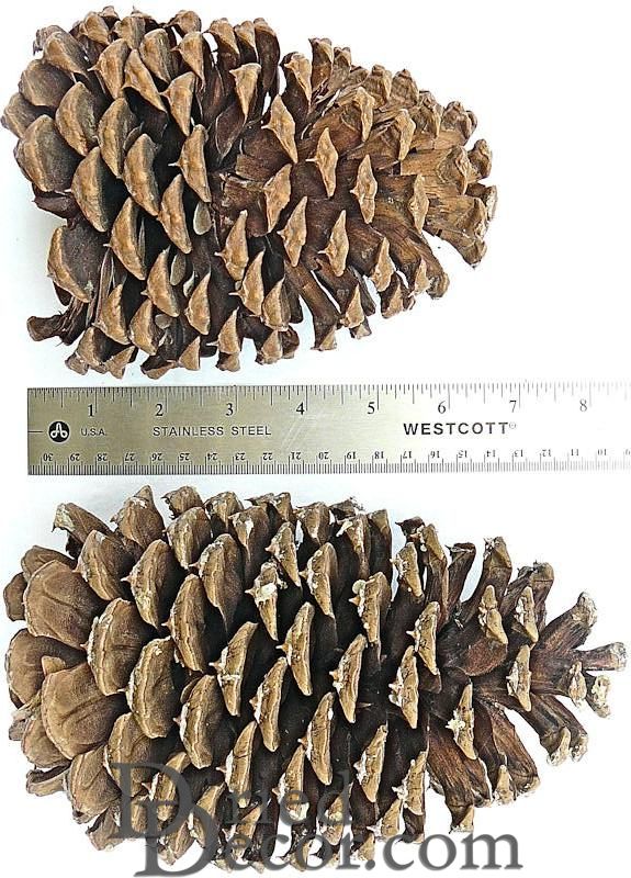 Jeffrey Large Pine Cones (PineCones)
