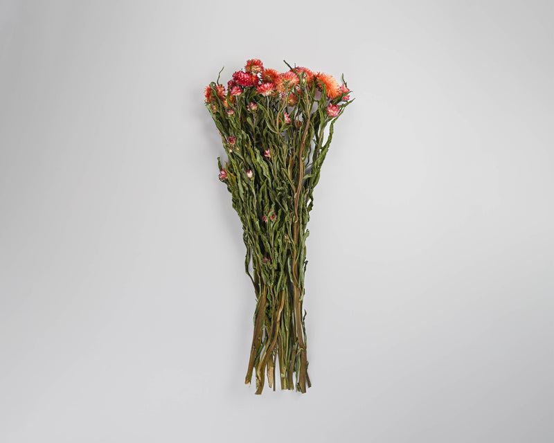 Dried StrawFlowers | 20 Bunches | Apricot