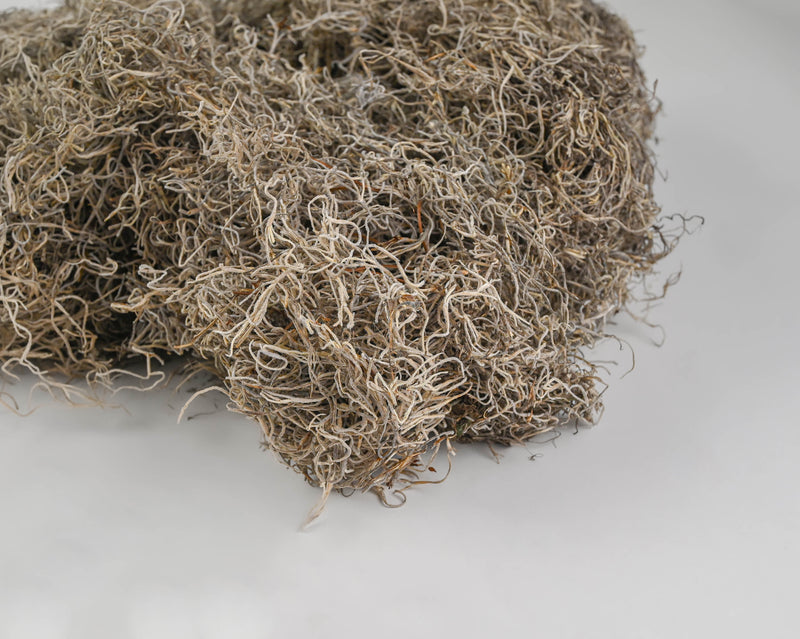 Dried Spanish Moss | Color Options Available