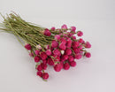 Bulk dried natural globe amaranth bunches with hot pink flowers and long green stems.