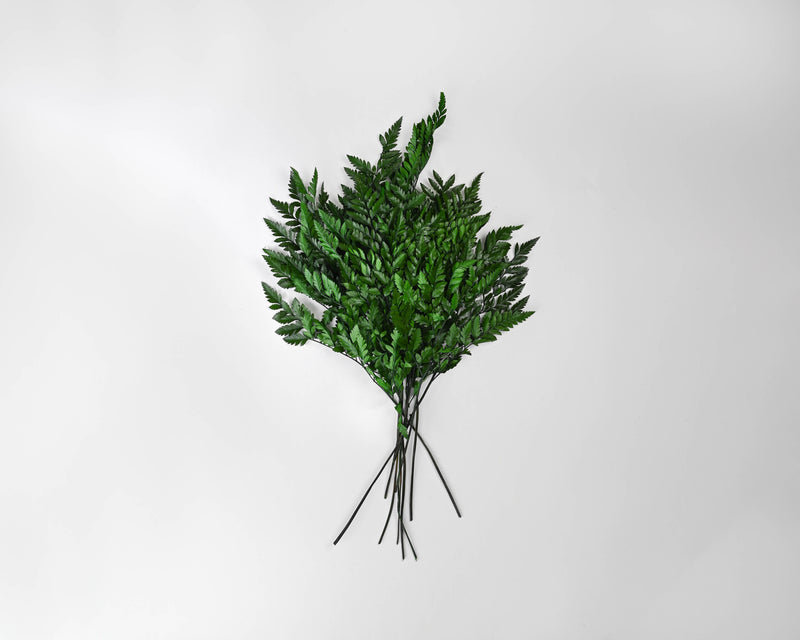 Decorative Leatherleaf (leather leaf) | 12 Bunches | Green