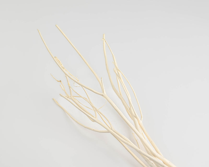 Mitsumata Branches  Decorative Branches for Vases