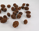 Natural dried Sequoia pine cones in bulk scattered on white background.