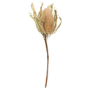 A single dried Banksia Hookeriana flower with natural leaves, against a white background.