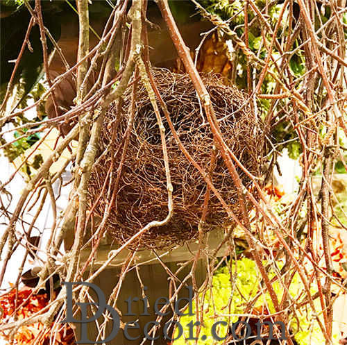 Dried Bird Nests - Natural Nest