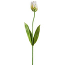 25" dried Parrot Tulip spray with cream-green petals and natural green leaves, wholesale bulk stem.