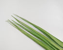Dried natural green Oceana palm leaves arranged in a bulk wholesale case of 12 bunches.