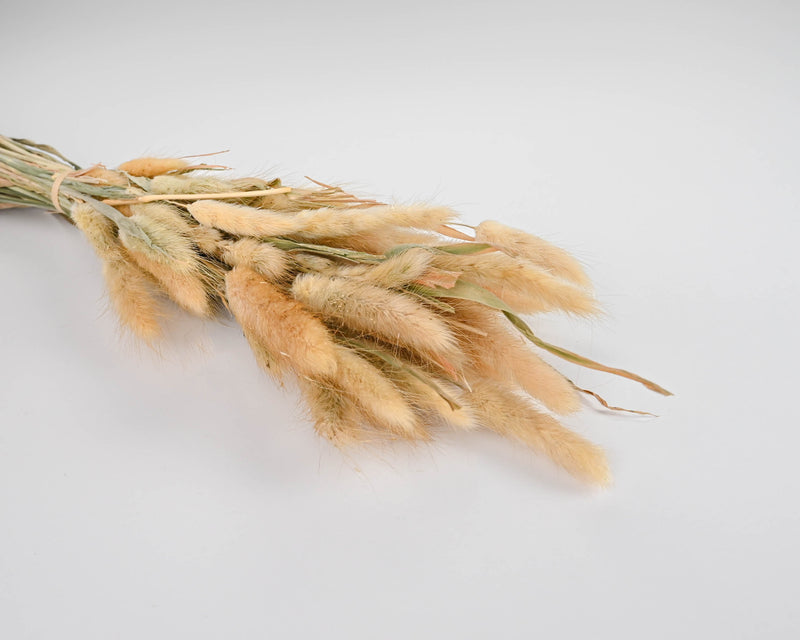 Dried Bunny Tails Grass | 12 Bunches | Natural Blond