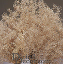 A bunch of dried baby's breath flowers with a champagne color appearance, showing off their small, white petals against a darker background.