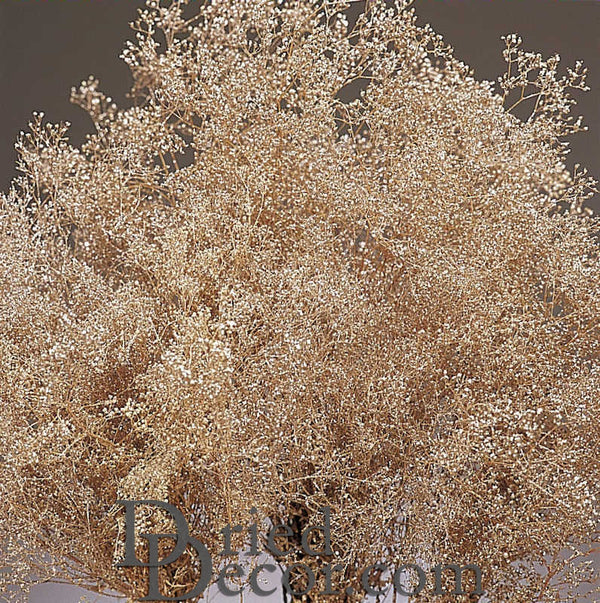 Champagn Sparkle Stardust Gypsophila - Baby's Breath - Case Only