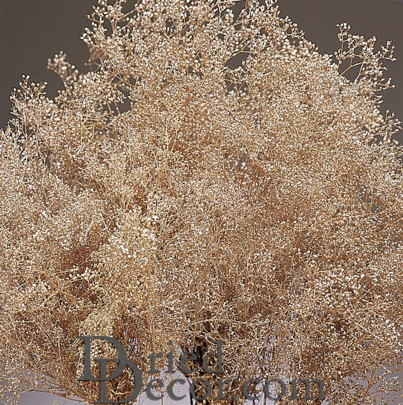 Sparkle Stardust Gypsophila | 12 Bunches | Champagne