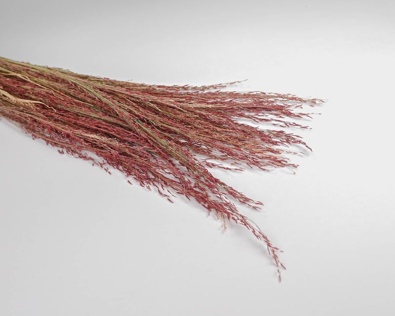 Dried Ruby Red Silk Grass