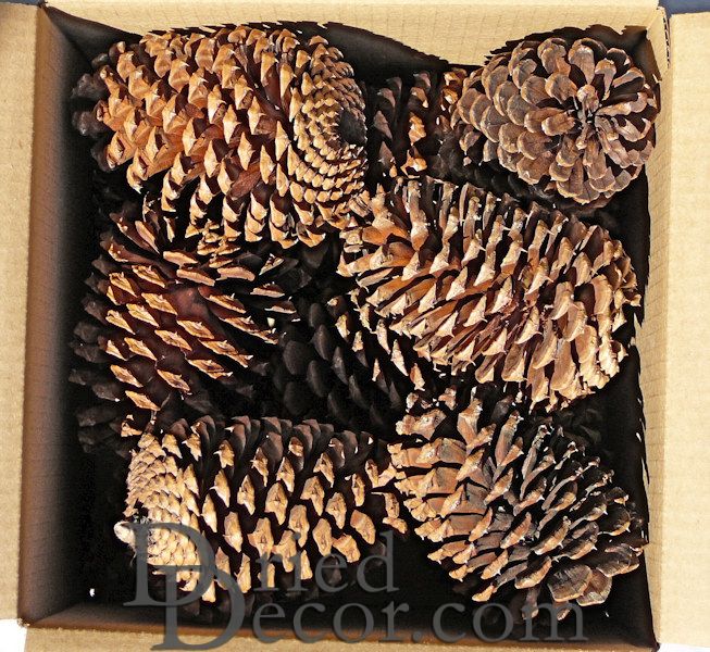 Jeffrey Large Pine Cones (PineCones)