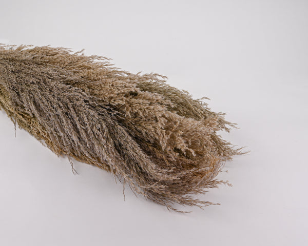 Dried Natural Pampas Grass Single Bunch   Short Stem