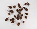 Natural dried Sequoia pine cones in bulk, showing various sizes and textures on a white background.