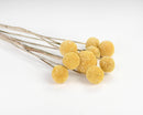 Natural dried craspedia billy balls with long stems, bulk wholesale bouquet in yellow.