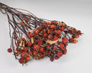 Bundle of dried natural rose hips in bulk with green stems and red hips.