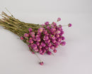 Bulk dried natural purple globe amaranth flowers, six wholesale bunches with green stems.