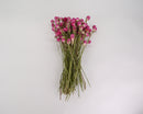 Bundle of hot pink dried globe amaranth flowers with long green stems, wholesale bulk arrangement.