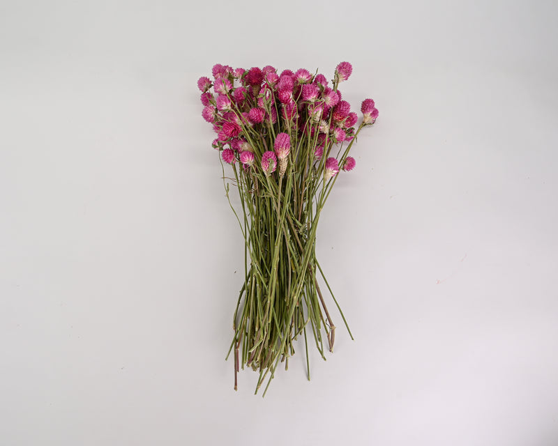 Dried Globe Amaranth | 6 Bunches | Hot Pink