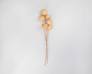 Bundle of natural dried bell cups on slender stems, ideal for wholesale bulk decor arrangements.