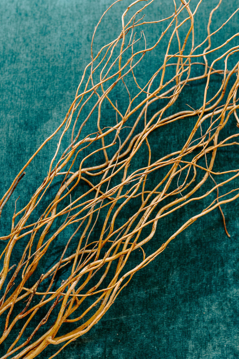 Curly Willow Branches for Arrangements (Long Stem) | 12 Bunches | Light Brown