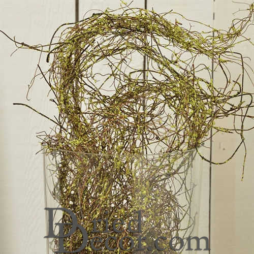 Angel Vine - Aloe Green