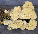 Bulk dried natural celosia coxcomb bunches in cream color, wholesale floral supply.