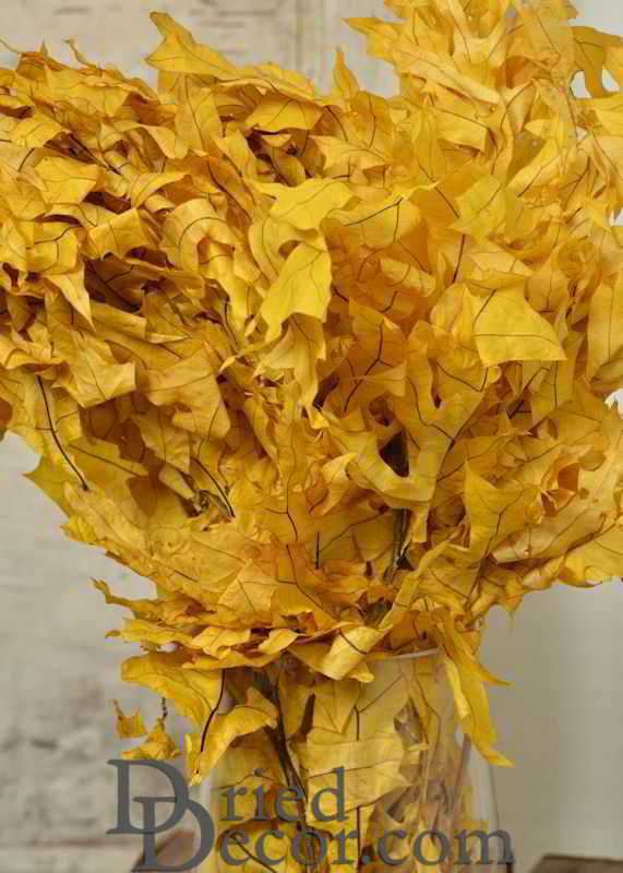 Preserved Yellow Leaves (1 LB dried leaves)
