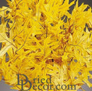 Bulk natural dried yellow preserved leaves with detailed veining for wholesale use.