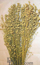 Bulk dried flax bunches with light green stems and small yellow berries, natural wholesale bouquet.