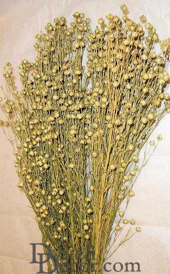 Dried Flax Bunch or Linum Bunch
