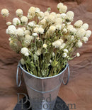A bunch of dried white Globe Amaranth flowers placed in a metal bucket.