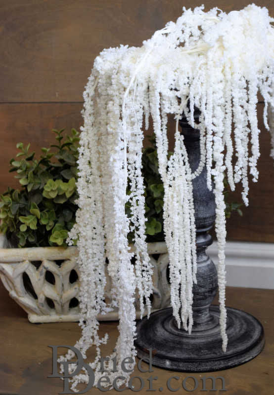 Hanging Amaranthus Preserved - Dried | 12 Bunches | Bleached