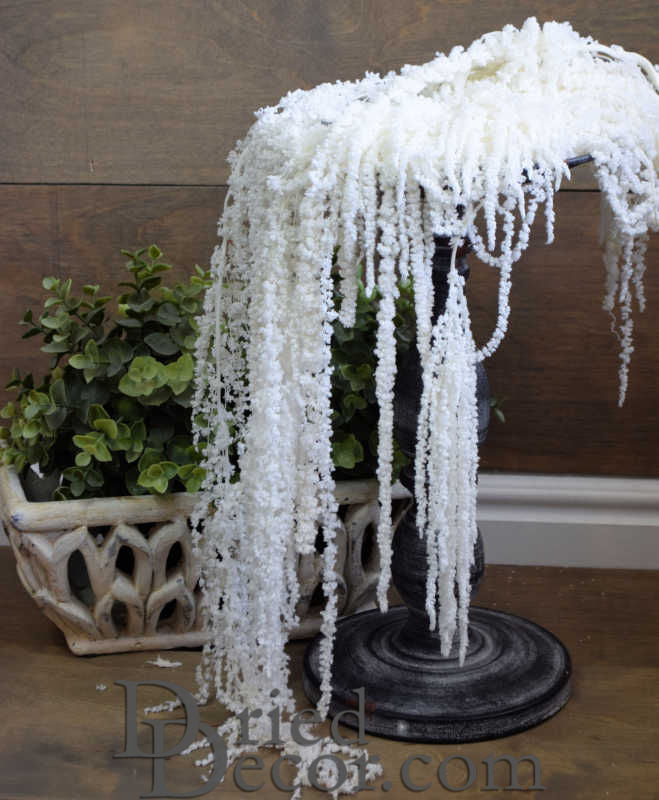 Hanging Amaranthus Preserved - Dried | 12 Bunches | Bleached