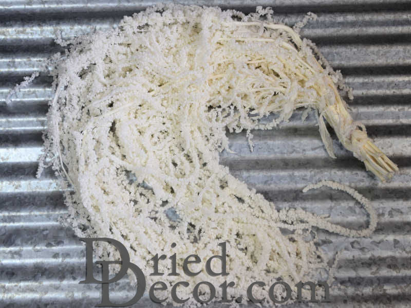 Hanging Amaranthus Preserved - Dried | 12 Bunches | Bleached