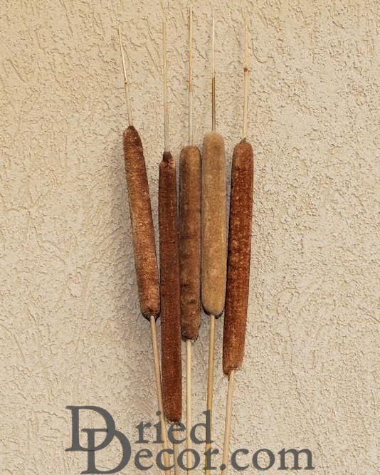Large Dried Cattails (Cat tails) For Sale (Qty 5)