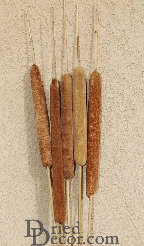 Large Dried Cattails (Cat tails) For Sale (Qty 5)