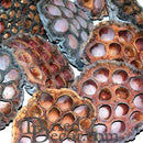 Bulk dried natural lotus pod heads with varied brown tones in wholesale quantity.