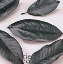 Bulk dried natural magnolia leaves in deep green with textured veins, wholesale botanical foliage.
