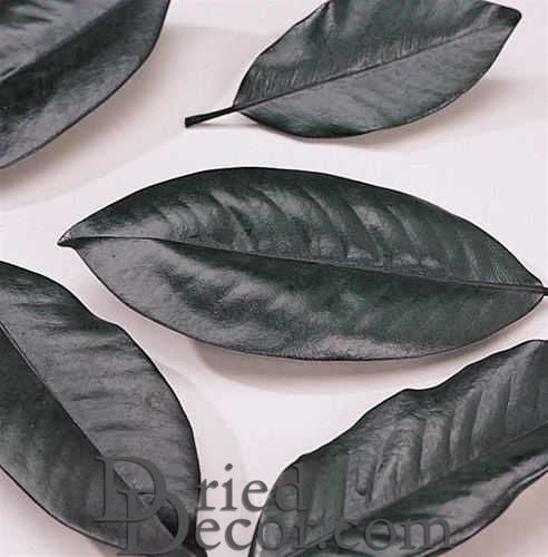 Preserved Magnolia Leaves | Bulk Box | Green