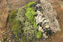 Six bags of dried natural moss in varying green, white, and brown shades for wholesale bulk supplies.