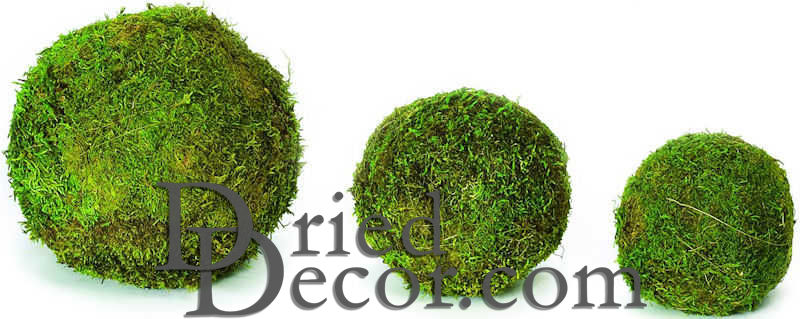 Dried Moss Balls | 2,6,8" Diameter