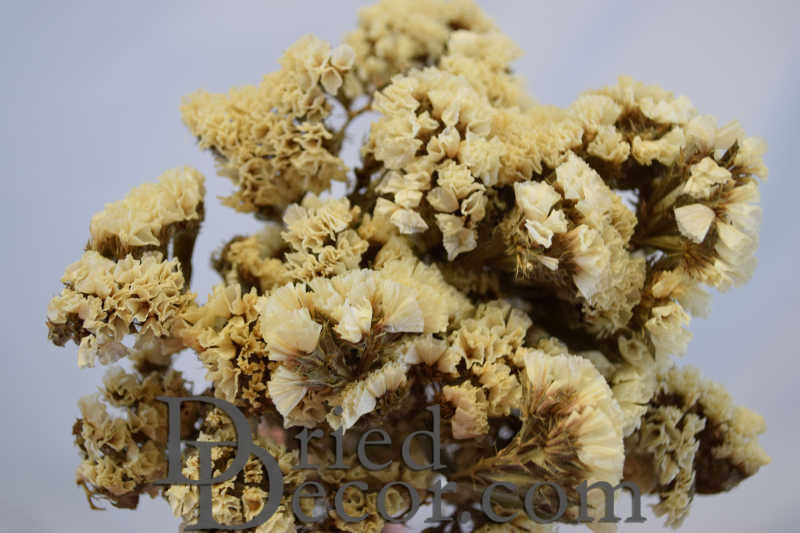 Dried Statice Sinuata Flower Bunch - White