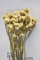A bunch of dried white Statice Sinuata flowers against a white background.