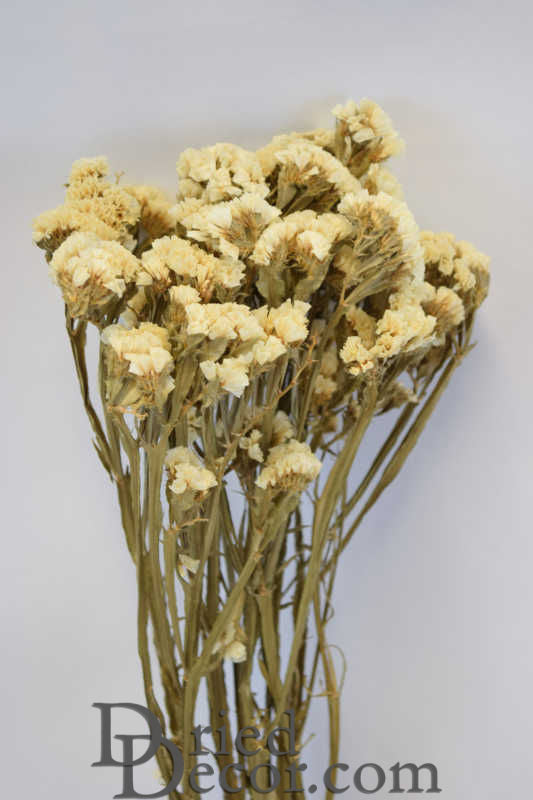 Dried Statice Sinuata Flower Bunch - White