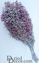 Bulk natural dried pink pepper berries bundled in 30 wholesale bunches.
